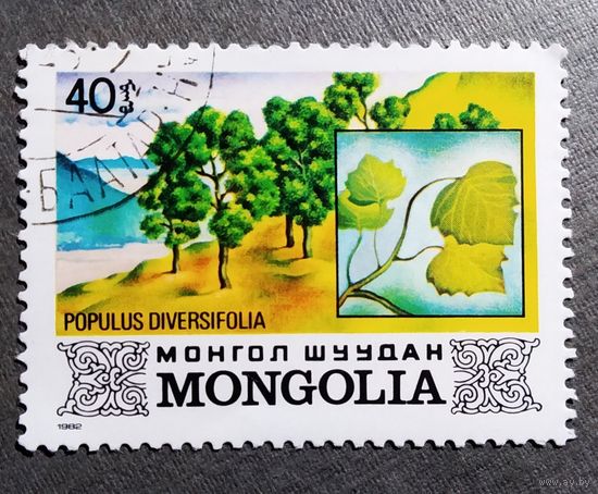 Марка Монголия 1982 год Деревья Монголии