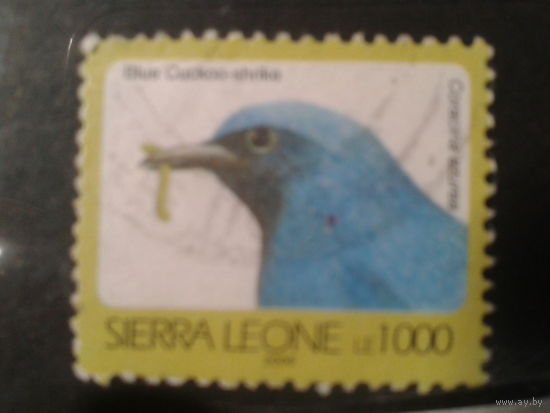 Сьерра-Леоне, 2006. Синий сорокопут-кукушка