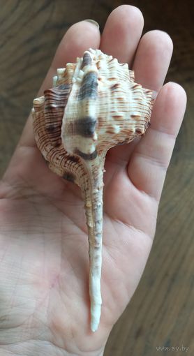 Ракушка Murex haustellum 13 см.