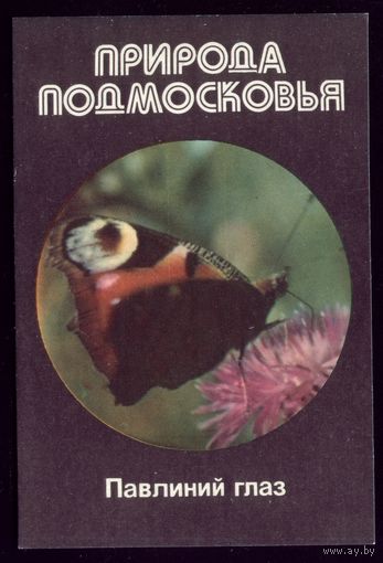 Природа Подмосковья Павлиний глаз