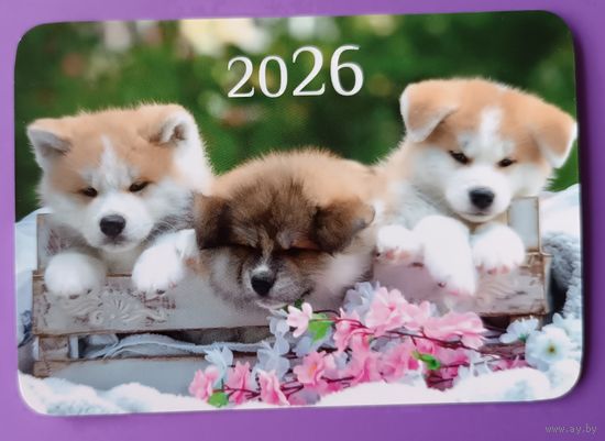 Щенки. Календарик, глянец, 2026.ТРАСКО