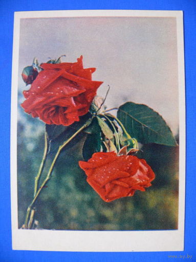 Фото И. Шагина, Розы, 1957, чистая.