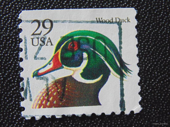 США. Птицы. Утка.