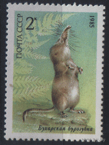 З. 5589. 1985. Бухарская бурозубка. ЧиСт.