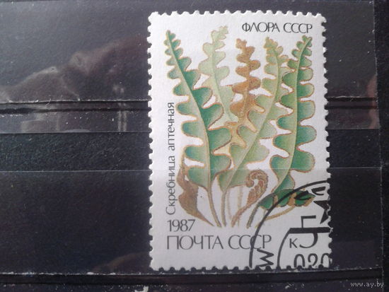 1987 Флора