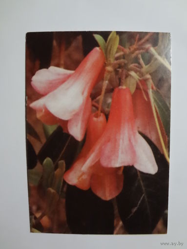 Календарик 1998 г. Еженедельная газета. Экспресс реклама. Лилия.