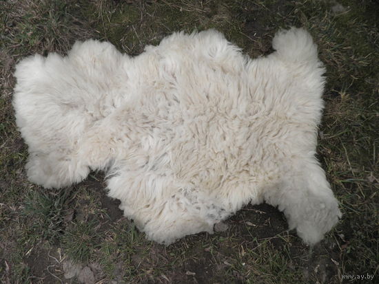 Шкура белой овцы (110х90 см.).С рубля.