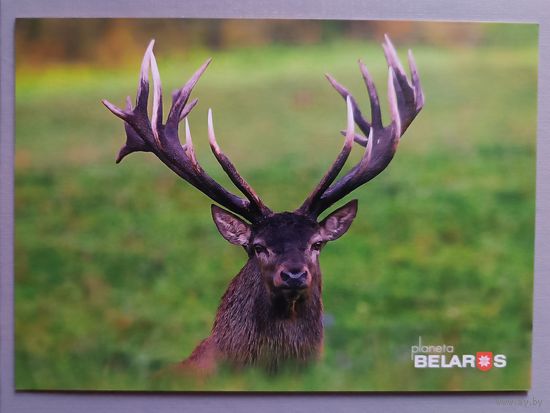 Благородный олень. Открытка, глянец, 2019