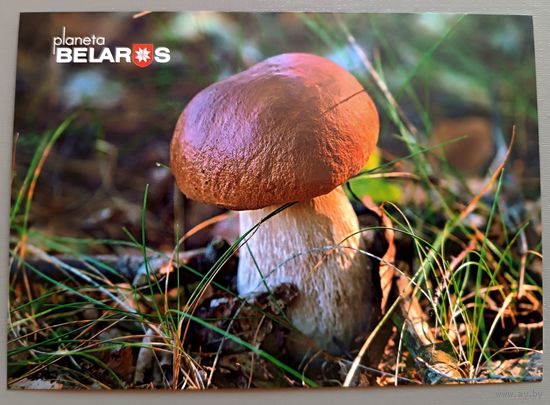 Боровик. Открытка, глянец