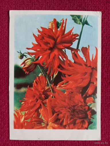 Цветы. Ананьины. БССР. 1962 г. Чистая.