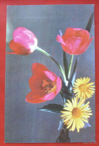 Композиция из цветов. Чистая. 1977 года. Фото Данилкина. 1673.