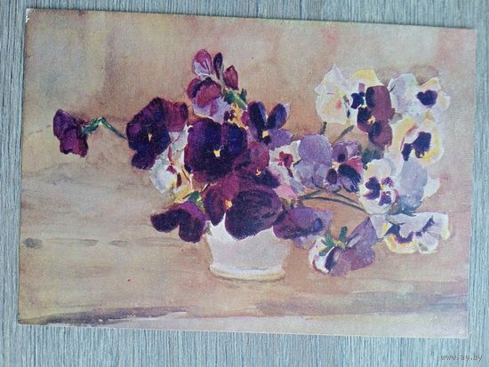 1959. Масленникова. Анютины глазки