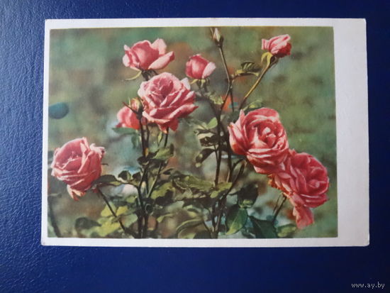 Розы.  1961 г.