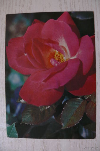 Матанов Н., Роза, 1982, чистая.
