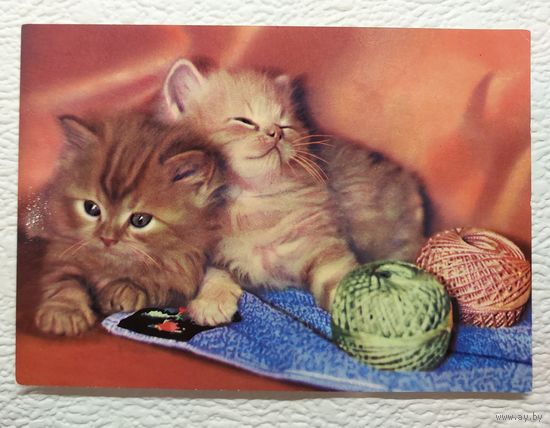 Открытка "Котята",ГДР,чистая