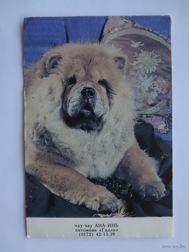 Календарик 1995 г.  Чау-чау.