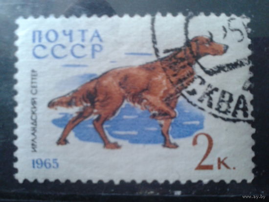 1965 Ирландский сеттер