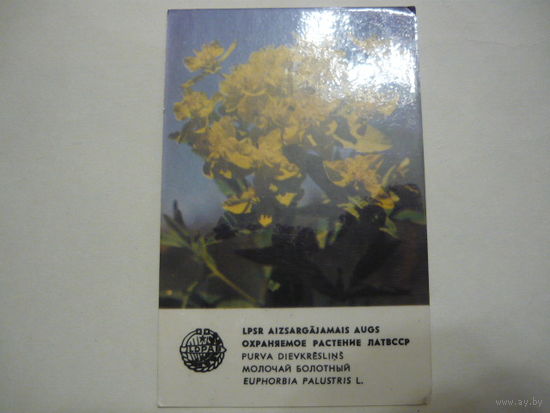 Календарик.Охранямое растение Лат.ССР.