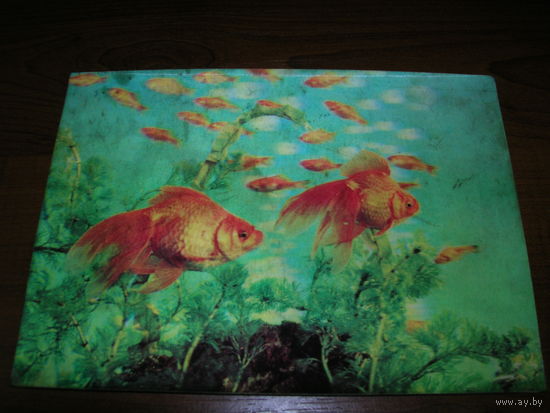 Стерео Рыбки аквариумные Золотая рыбка США чистая