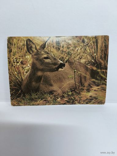 Открытка чистая, 1987г. Косуля. Фото В. Киенко. 14