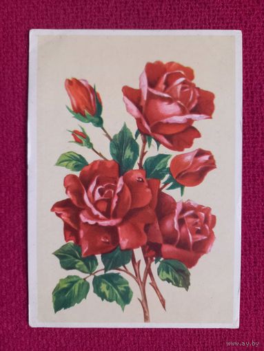 Розы. Зеленов. БССР. Чистая.