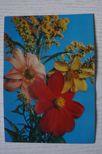 Георгины; чистая (изд. Польша).