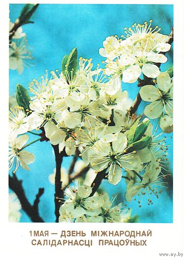 Открытка 1989, подписана. Худ. А.И. Дрозд