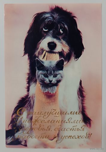 Кот и собака. Открытка
