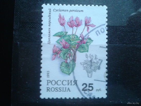 Россия 1993 Комнатное растение