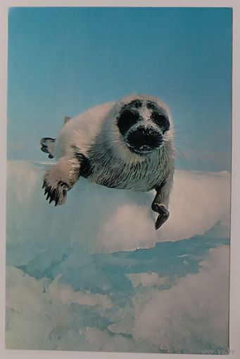 Белек. Открытка, 1985г.