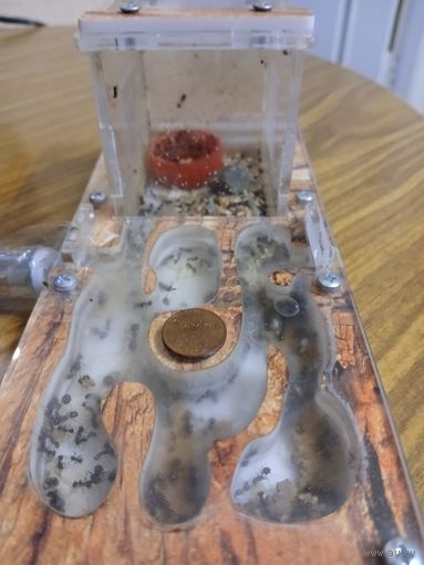 Колония муравьев с формикарием, кормом..