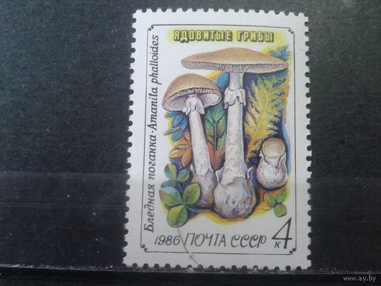 1986, Бледная поганка**