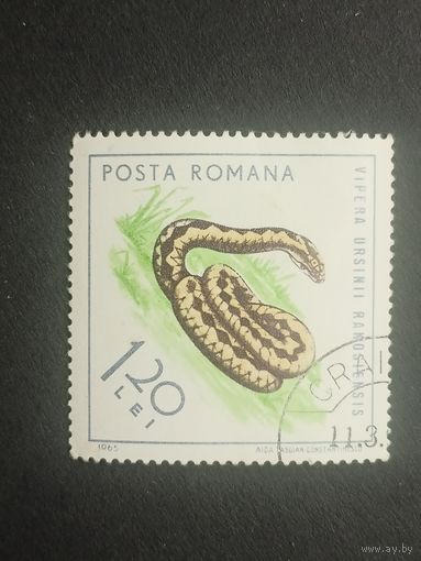 Румыния 1965. Рептилии. Западная степная гадюка