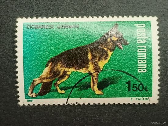 Румыния 1981. Выставка собак "Канина"
