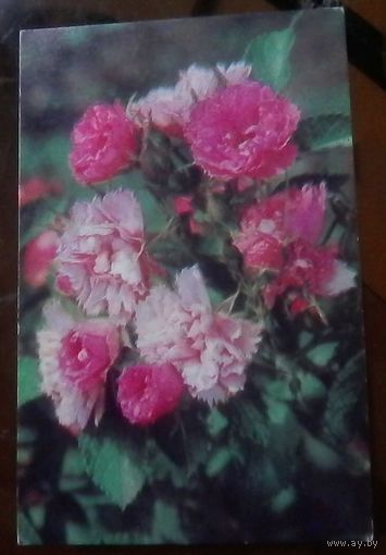 1971 год Б.Подгорный Розы