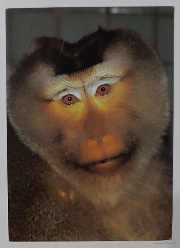 Мартышка. Открытка,1989г.