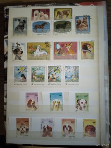 Собаки и другое. Набор марок.