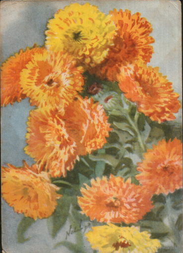 Подписанная открытка 1958г. Польша "Ноготки" худ. Матей Неринг