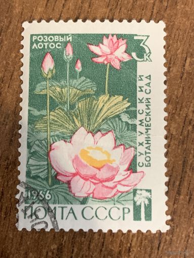 СССР 1966. Розовый лотос. Марка из серии