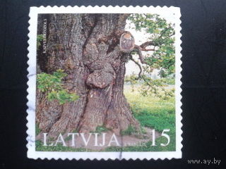 Латвия. 2005. Дуб Кайве