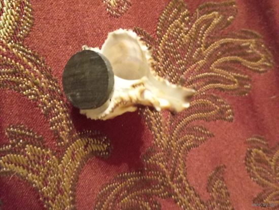 Магнит Италии,морская ракушка вида Murex endivia.