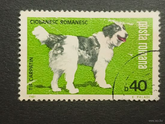 Румыния 1981. Выставка собак "Канина"
