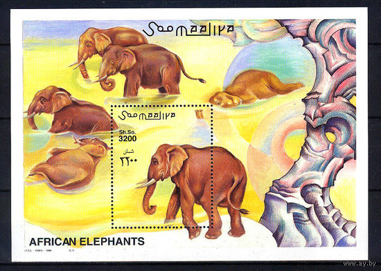 2000 Сомали. Слоны