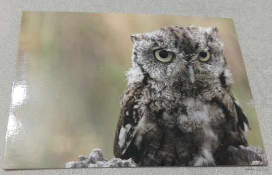 Посткроссинг. Открытка из Германии: западная совка  (10х15). Прошла почту. Художественная марка, чёткий штемпель.