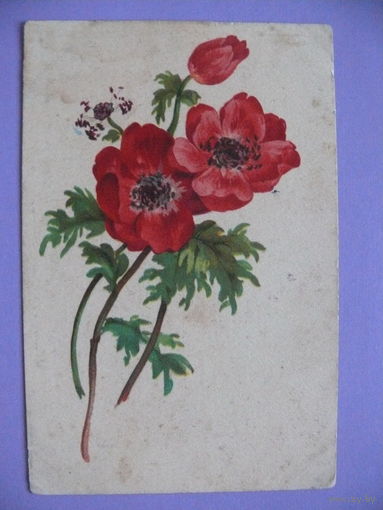 Открытка, Цветы, ~1960-е гг., подписана.