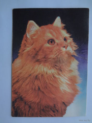 Календарик 1997 г. Рыжий кот.