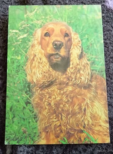 Английский кокер-спаниель