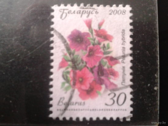 2008 Стандарт, петуния