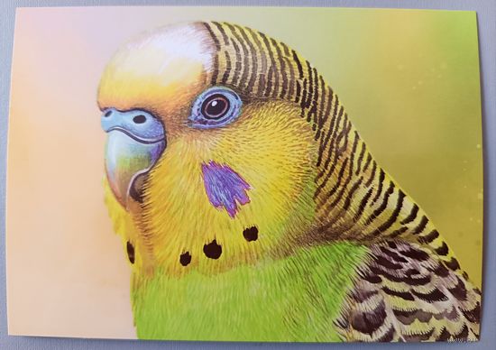 Волнистый попугай. Из серии"Домашние питомцы". Открытка, глянец