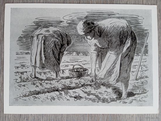 Маторин. Рытье картофеля